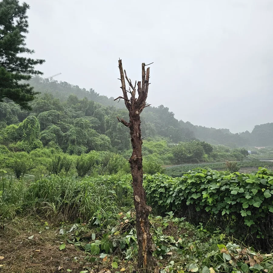 동일한 지점으로 보이는 곳에서 넝쿨과 잎이 모두 제거되어 앙상한 줄기와 가지만 남은 나무, 배경의 들판과 산은 동일.