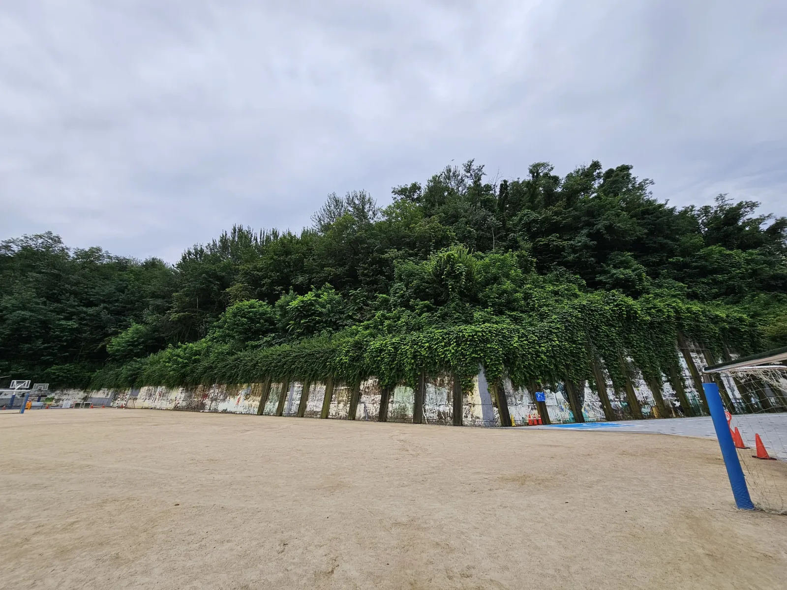 운동장 옆 옹벽을 따라 넝쿨이 빽빽하게 뒤덮여 있고 뒤로 큰 나무들이 늘어서 있음, 농구 골대가 보임.