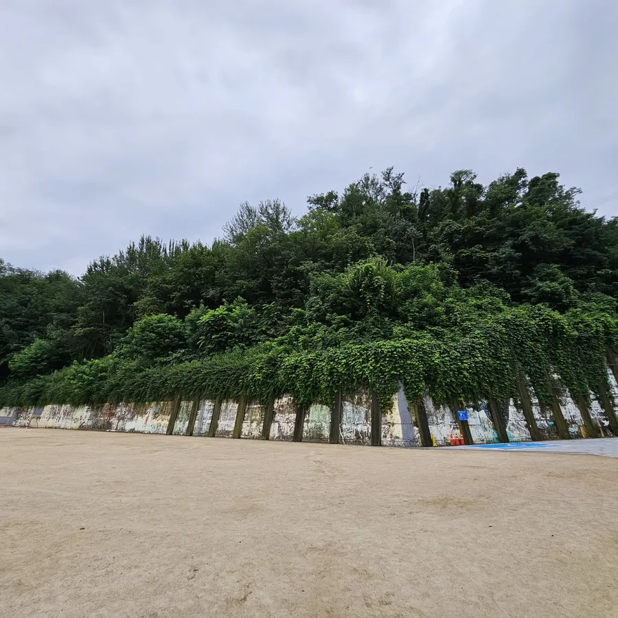 운동장 옆 옹벽을 따라 넝쿨이 빽빽하게 뒤덮여 있고 뒤로 큰 나무들이 늘어서 있음, 농구 골대가 보임.