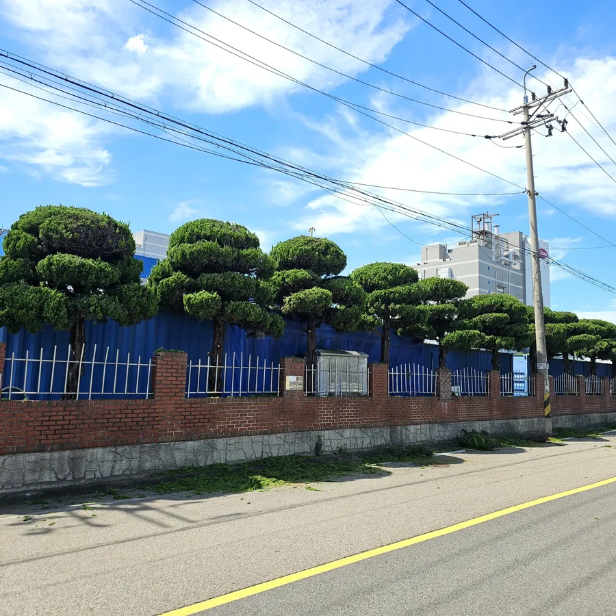 같은 담장을 따라 둥글게 다듬어진 나무들이 늘어선 모습. 구름 낀 하늘, 다른 시간대에 촬영된 것으로 보임.