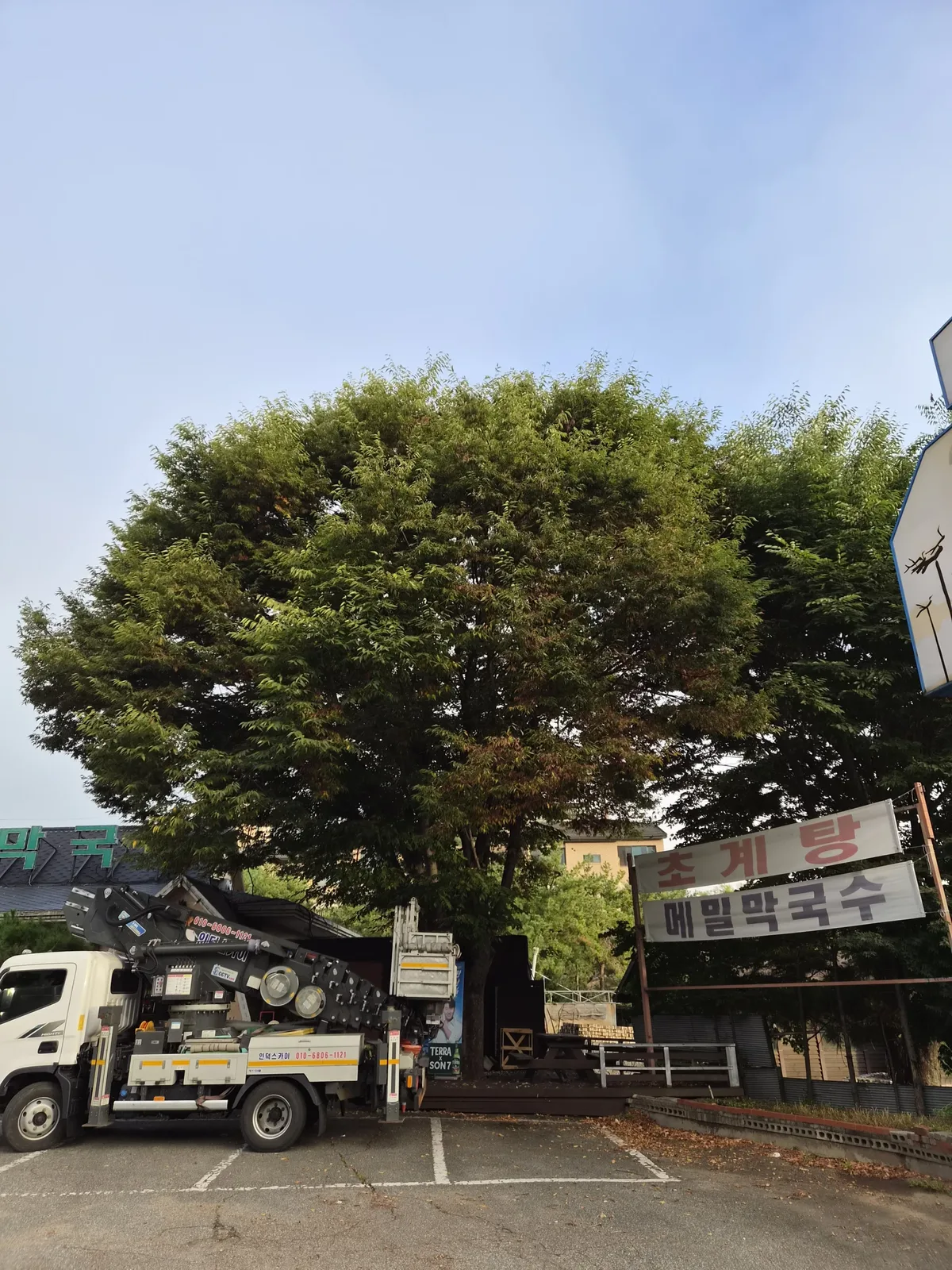 크고 무성한 나무 아래 크레인(고소작업차)이 주차되어 있음. 아직 바스켓이 나무 위로 올라가지 않은 작업 준비 단계로 보임.