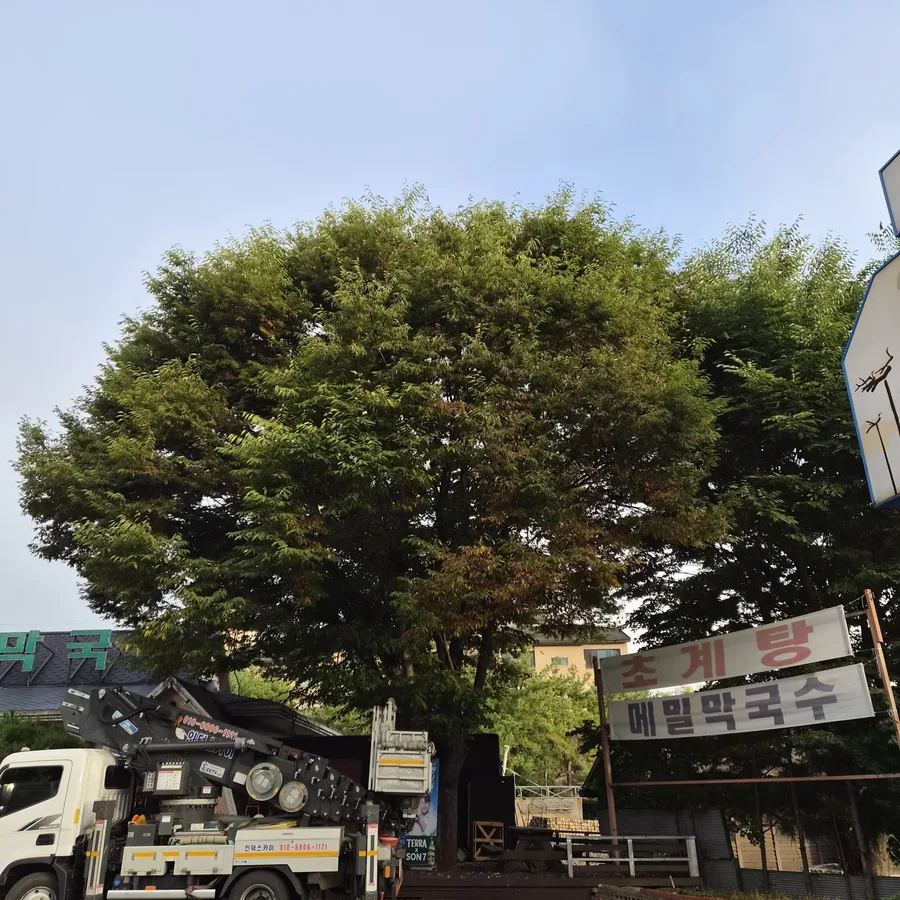 크고 무성한 나무 아래 크레인(고소작업차)이 주차되어 있음. 아직 바스켓이 나무 위로 올라가지 않은 작업 준비 단계로 보임.